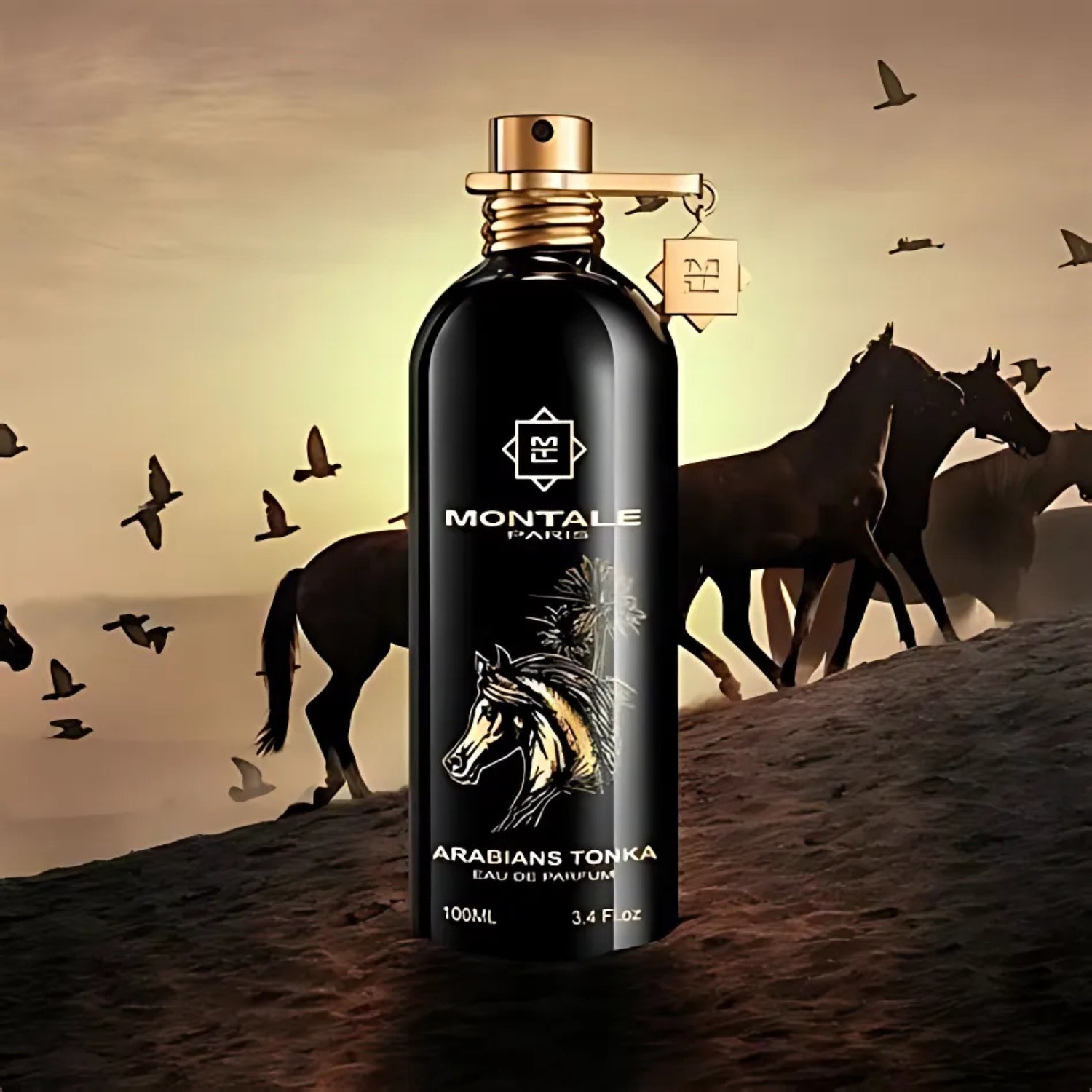Arabians Tonka – Montale